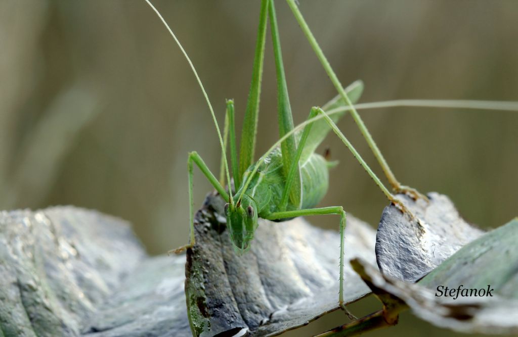 Identificazione Cavalletta!